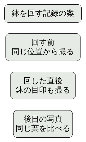 鉢を回す前、回した直後、後日の写真を分ける独自の記録手順図。植物の生長結果ではなく撮影計画。